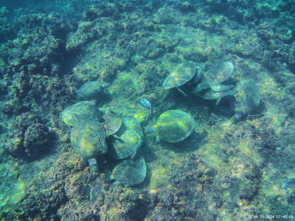 Vue sur un groupe de tortue dans l'eau