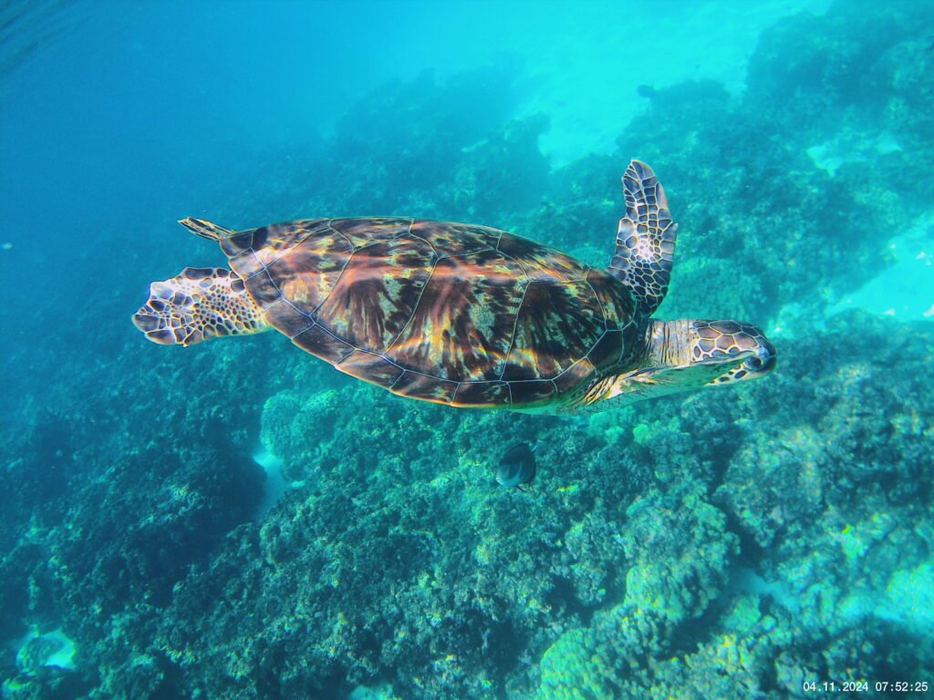 Tortue qui nage dans l'eau