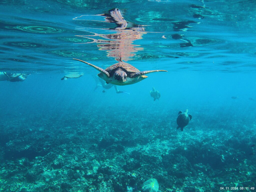 Tortue qui nage à la surface de l'eau
