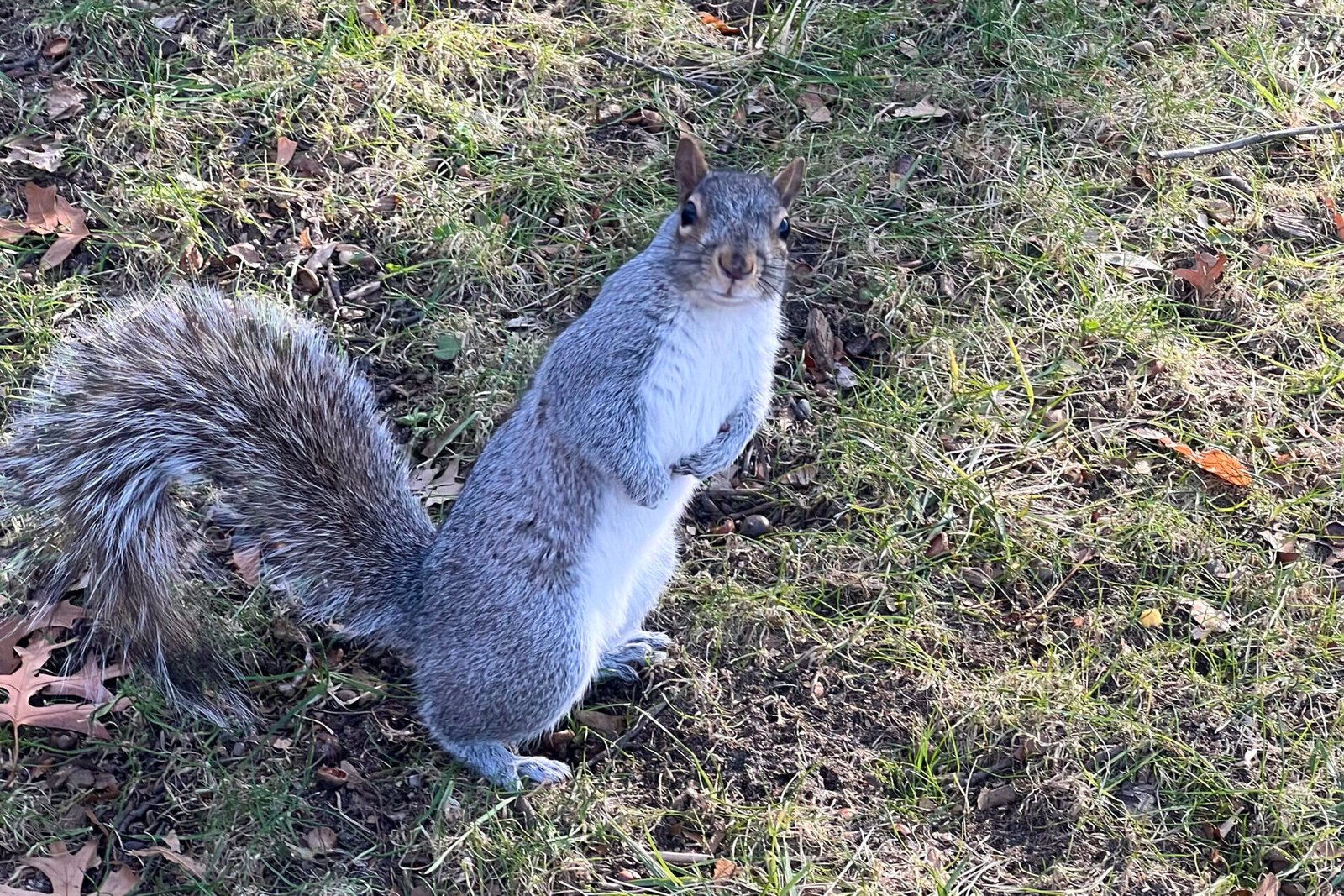 Photo d'un écureuil