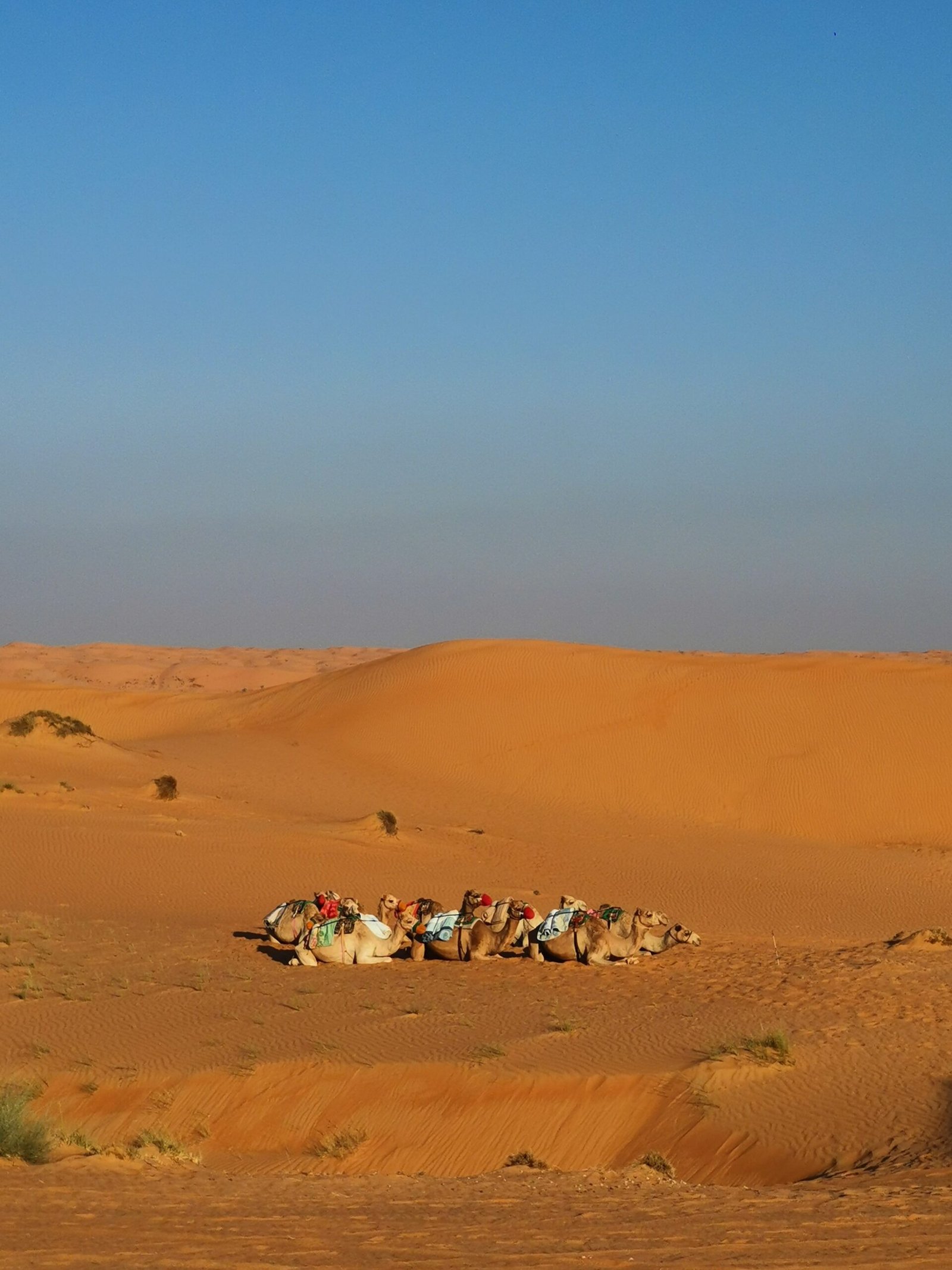 Groupe de chameaux dans le désert d'Oman