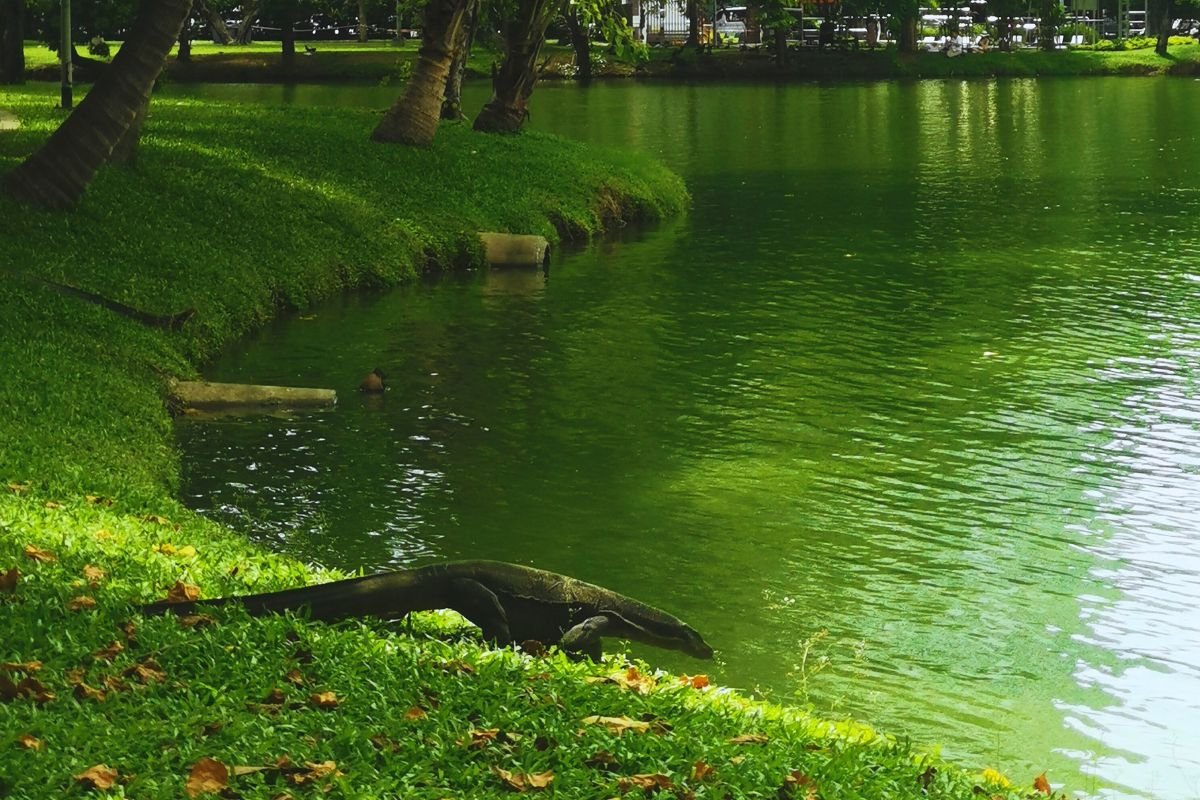 lumpini parc bangkok