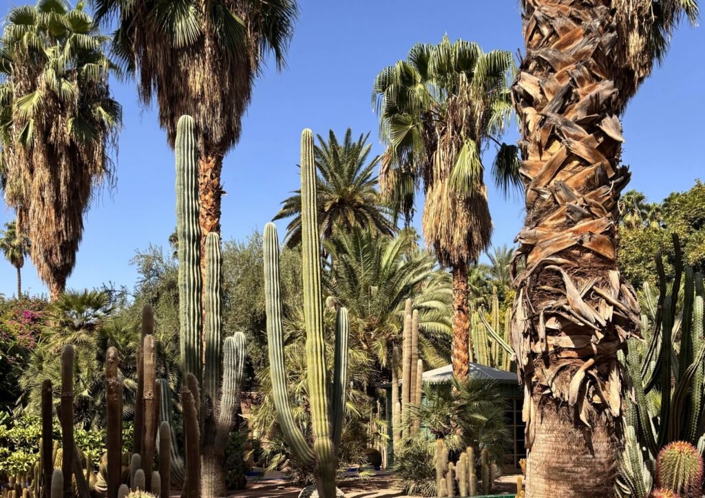 Plantes tropicales du jardin Majorelle à Marrakech