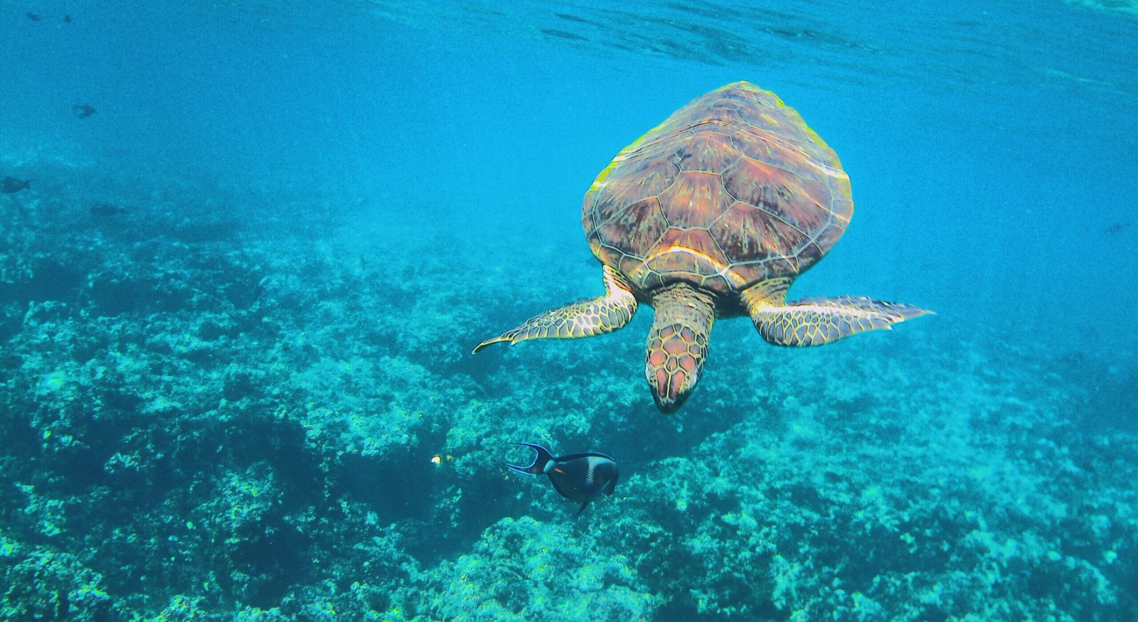 Activité à Oman : Snorkeling aux îles Daymaniyat