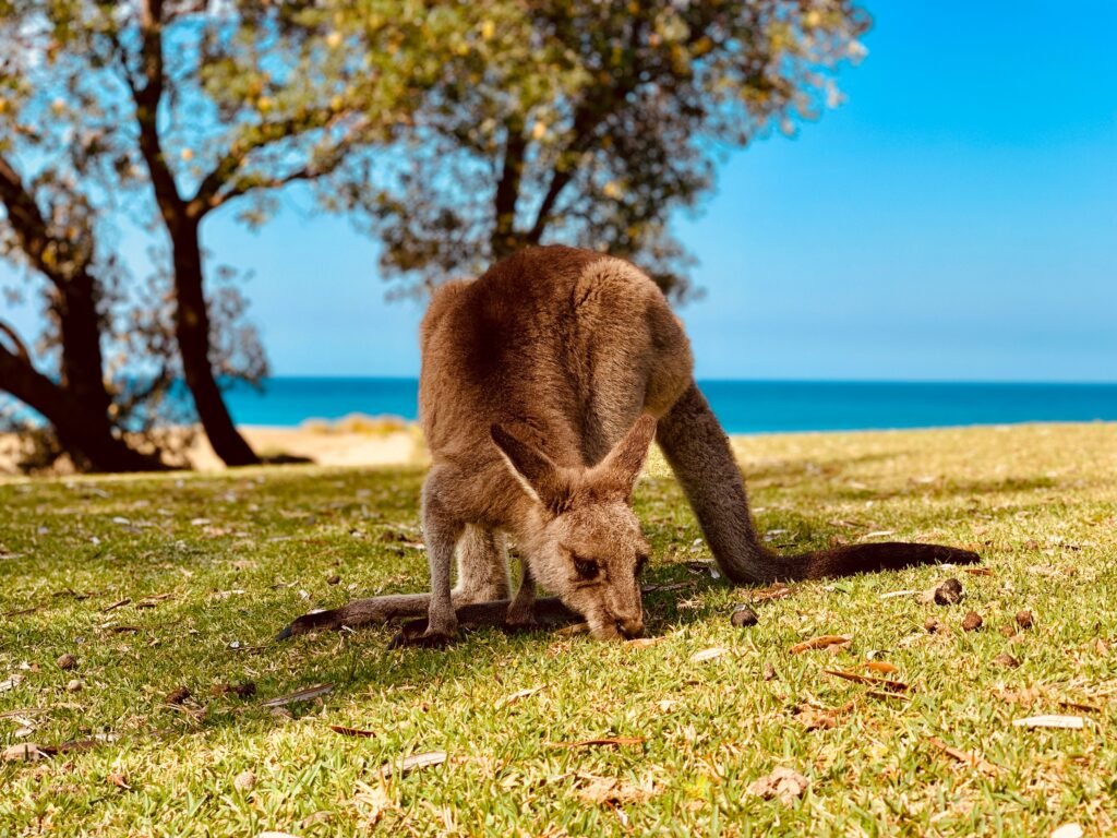 A kangaroo grazing on grass with a beautiful coastal background, showcasing wildlife in nature.