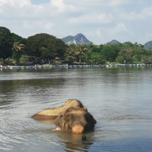 Deux éléphants se baignant dans la rivière Kwai à Kanchanaburi