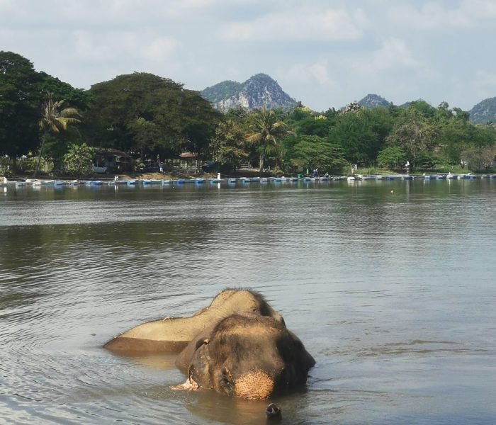 Deux éléphants se baignant dans la rivière Kwai à Kanchanaburi