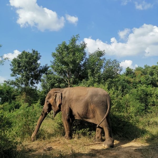 Elephant se promenant dans la nature à Kanchanaburi en Thaïlande